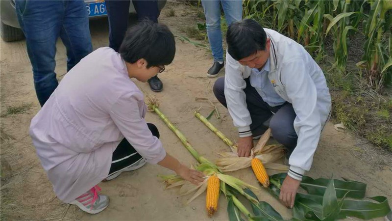刘树堂教授团队开展玉米增产相关研究.jpg