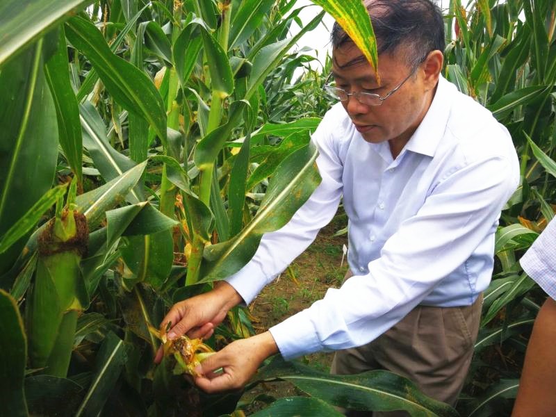 王凯荣教授实地考察平度廖兰镇夏玉米肥药减施增效试验示范核心基地.jpg