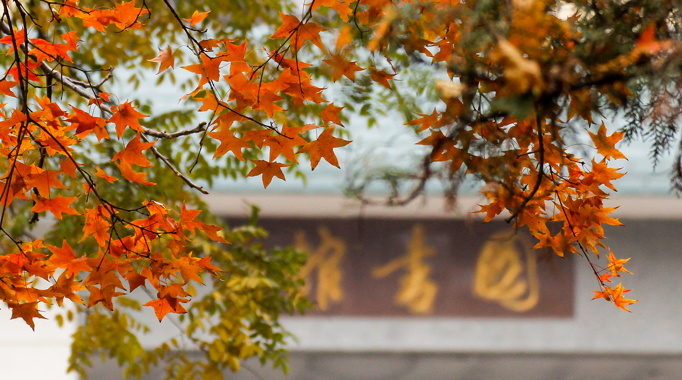 山东师范大学附属中学本校及幸福柳分校 2019年艺体特长生招生简章